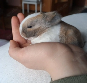 Zwergkaninchen Löwenköpfchen Bild 6