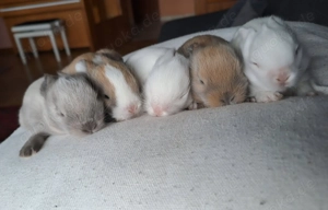 Zwergkaninchen Löwenköpfchen Bild 9