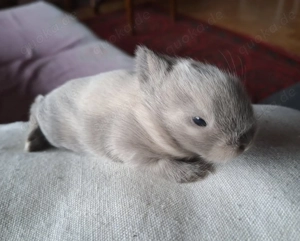 Zwergkaninchen Löwenköpfchen Bild 8