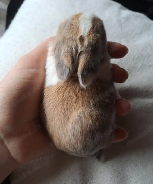 Zwergkaninchen Löwenköpfchen Bild 7