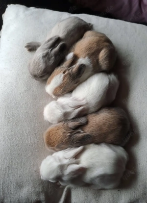 Zwergkaninchen Löwenköpfchen Bild 10