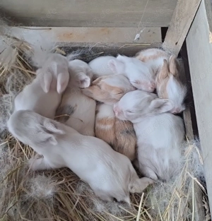 Zwergkaninchen Löwenköpfchen Babys