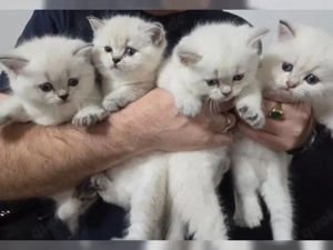 Reinrassige Britisch Kurzhaar-Kätzchen