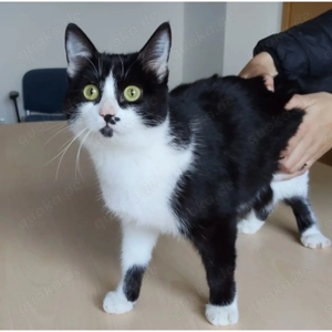 CHERRY- anhänglich, verspielt, verschmust