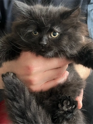 Katzenbabys suchen neu zu Hause