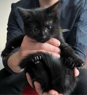 Katzenbabys suchen neu zu Hause