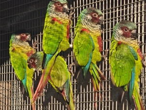 Emmas Weißohrsittiche