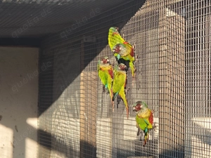 Emmas Weißohrsittiche