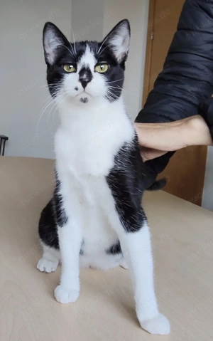 ROSA- anhänglich, verspielt, verschmust