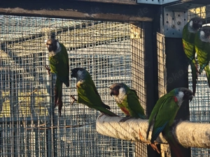 Salvadori Weißohrsittiche Bild 4