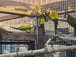 Salvadori Weißohrsittiche Bild 3