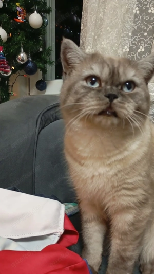 Deckkater geb. 29.10.24