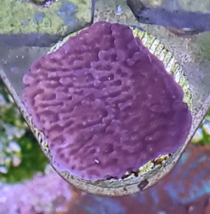 Ableger SPS Koralle für Meerwasser 