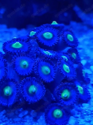 AOI Zoanthus  Zoas, cto Ableger für Meerwasser 
