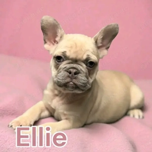 Französischen Bulldoggenwelpen