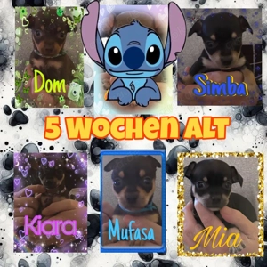 6 süße kleine Chihuahua rehpinscher 