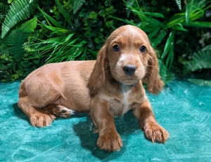 Hübsche Cockapoowelpen  ( komplett für ein Jahr geimpft)