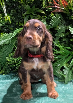 Hübsche Cockapoowelpen  ( komplett für ein Jahr geimpft)