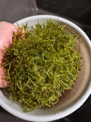 Algen aus Refugium für Meerwasser 