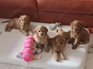 Cockapoo  welpen