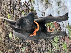 Xer Hündin Alpha sucht den passenden Platz..