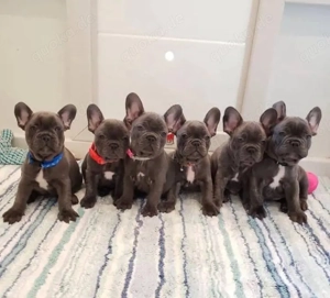 Französische Bulldogge welpen