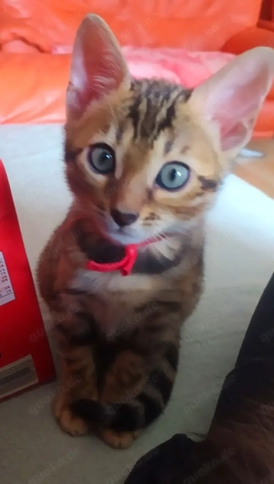 Reinrassige weibliche Bengel Kitten mit schönen Punkten 