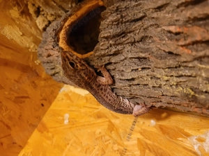 2 Leopardgeckos inkl. Terrarium