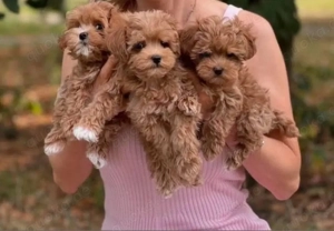 Maltipoo mini welpen