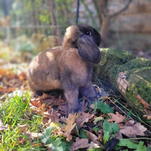 Sehr fröhliche,agile Häsin Happy sucht Zuhause-geimpft 