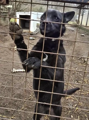 ZIZI -  liebt Aufmerksamkeit und saugt Streicheleinheiten regelrecht in sich auf Bild 7