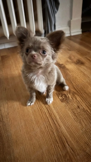 Chihuahua-Welpe (Hündin) mit Ahnentafel in der seltenen Farbe Lilac zu verkaufen