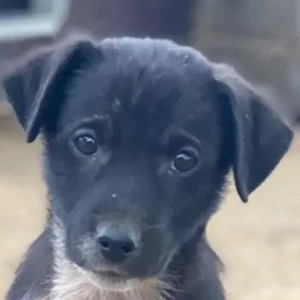 Altor, geb. ca. 10 2025, lebt in GRIECHENLAND, auf einer privaten Pflegestelle