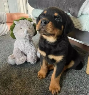 Rottweiler welpen Bild 5