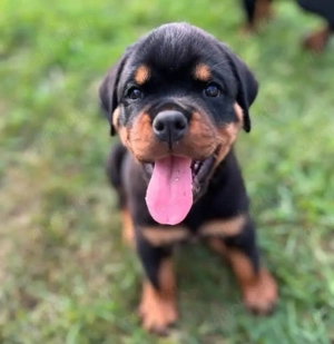Rottweiler welpen Bild 3