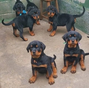 Rottweiler welpen Bild 2