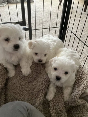 Ser mini malteser welpen