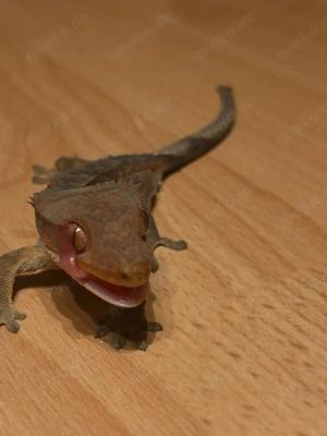 Kronengeckos verschiedene morphs 