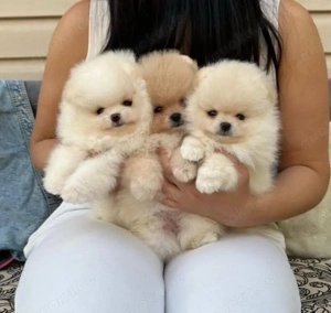 Super Pomeranian mini zwergspitz welpen