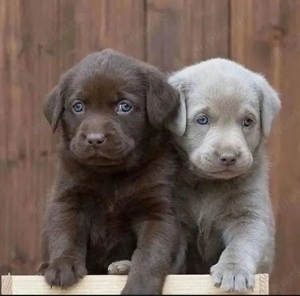 Labrador Retriever welpen