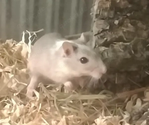 Wüstenrennmäuse-Gerbile abzugeben