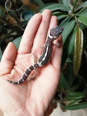1.0 (BN) Mack Snow Boldstripe het Eclipse NZ 25 Leopardgecko Eublepharis Macularius 