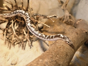 1.2 Sandboa Anery het Anery Gongylophis colubrinus loveridgei DNZ 24 