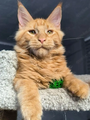 Königliche Maine Coon Katzen