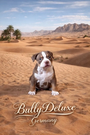 American Bully Welpen
