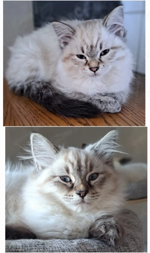 Neva Masquarade Kätzchen 