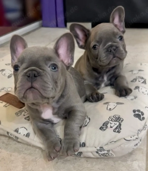 Französische Bulldogge welpen