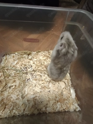 Zwerghamster abzugeben Bild 2