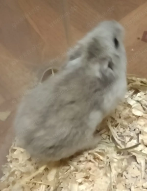 Zwerghamster abzugeben Bild 3