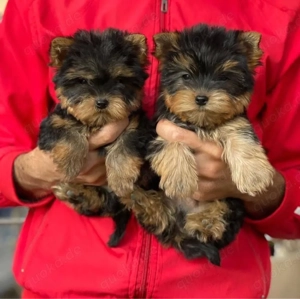 Yorkshire terrier mini welpen
